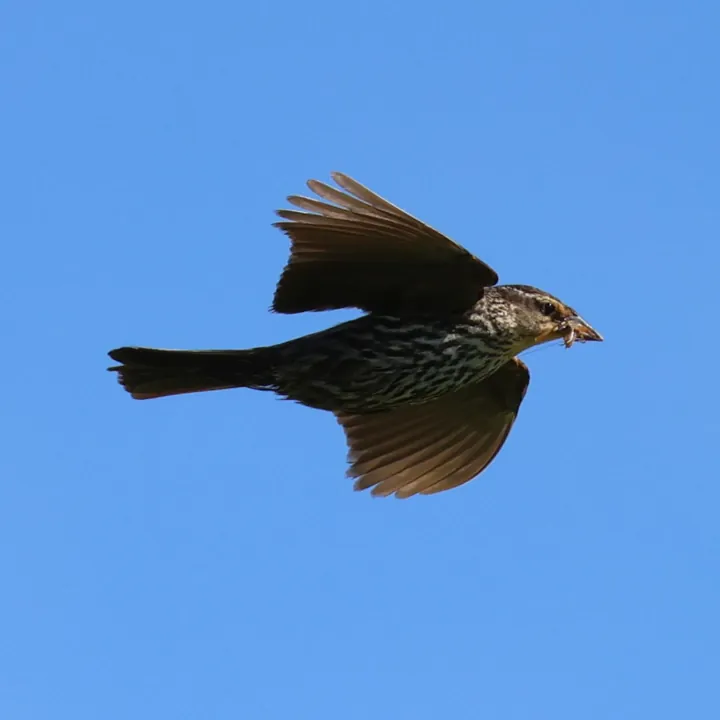 Red-winged Blackbird