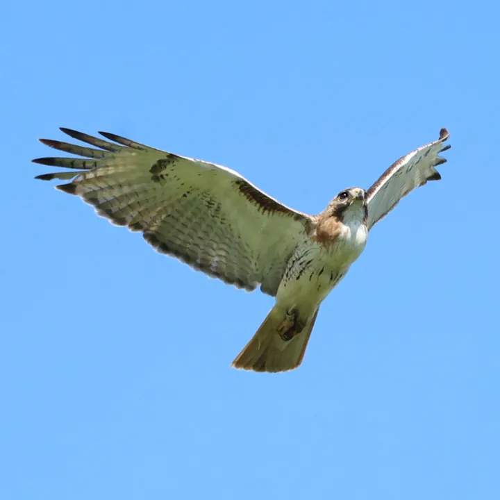 Red-tailed Hawk