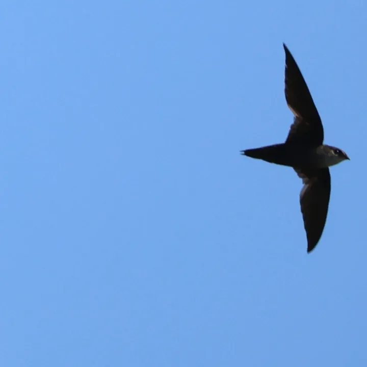 Chimney Swift