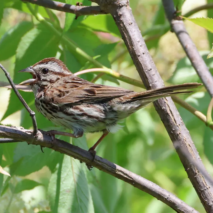 Song Sparrow
