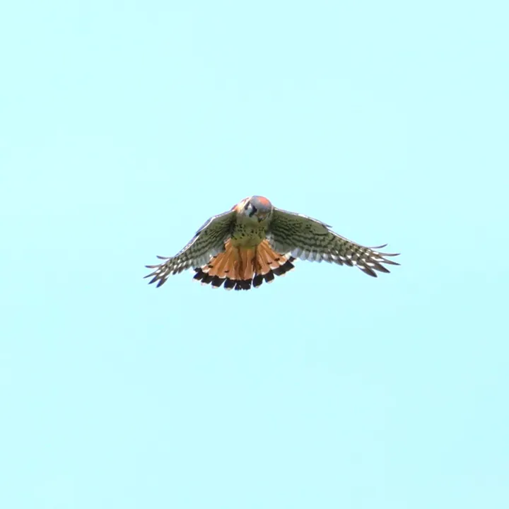 American Kestrel