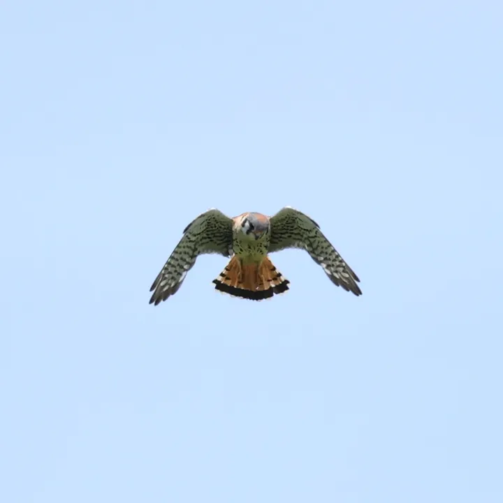 American Kestrel