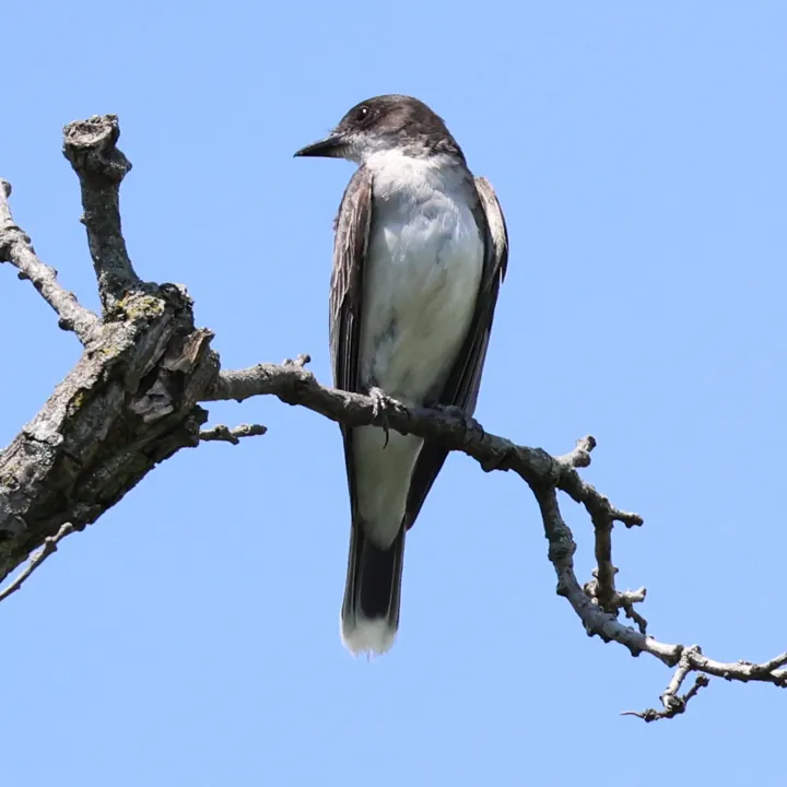 Eastern Kingbird