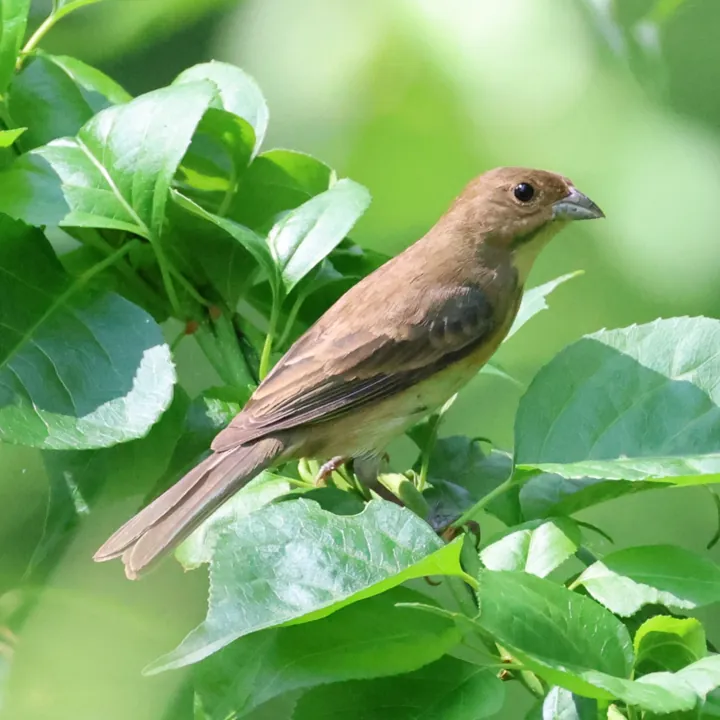 Indigo Bunting
