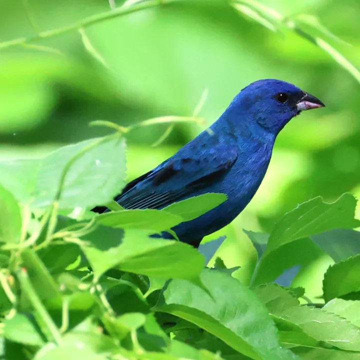 Indigo Bunting