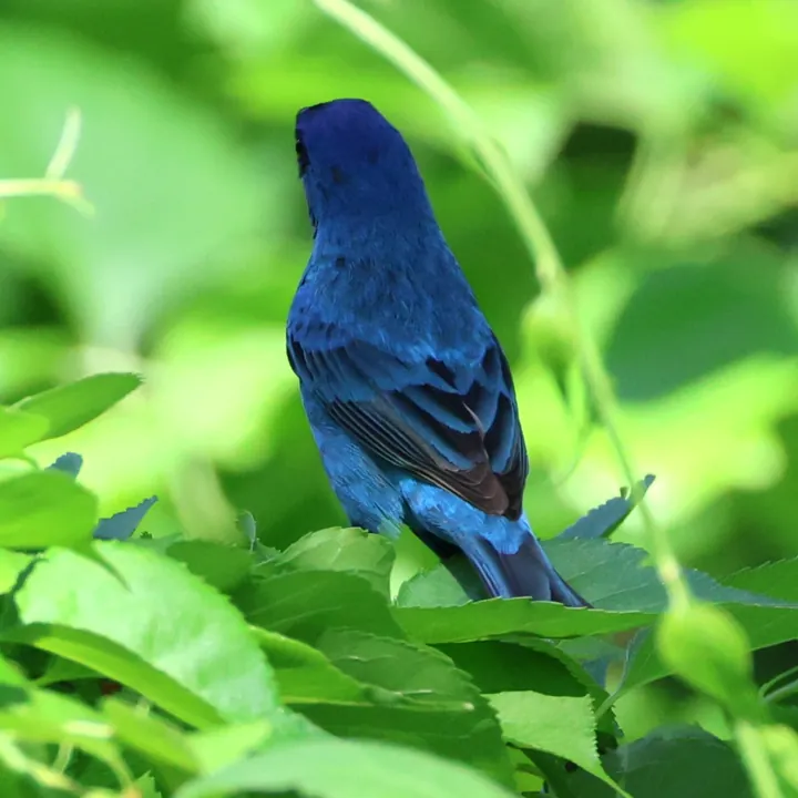 Indigo Bunting