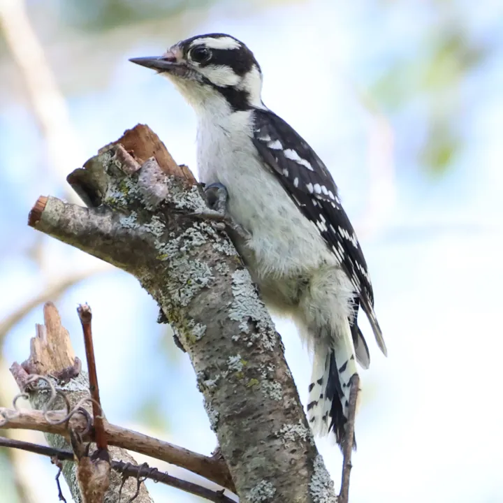 Downy Woodpecker