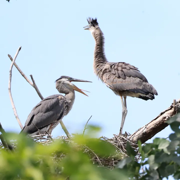 Great Blue Heron