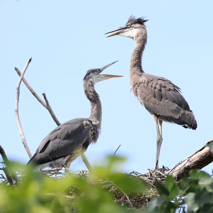 Great Blue Heron