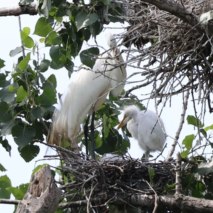Great Egret