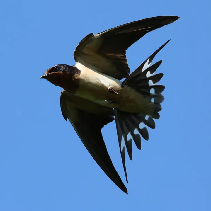 Barn Swallow