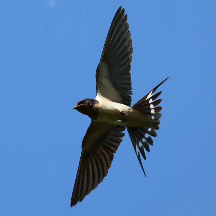 Barn Swallow