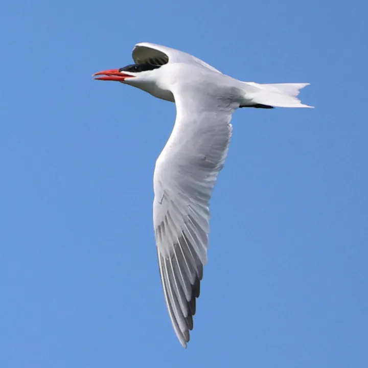 Caspian Tern
