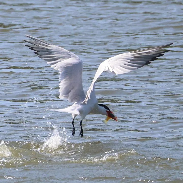 Caspian Tern