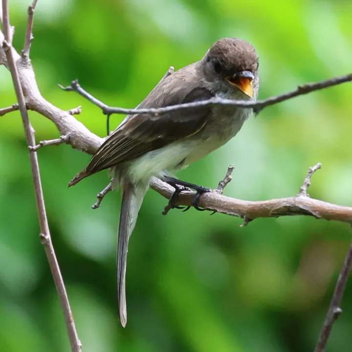 Eastern Phoebe