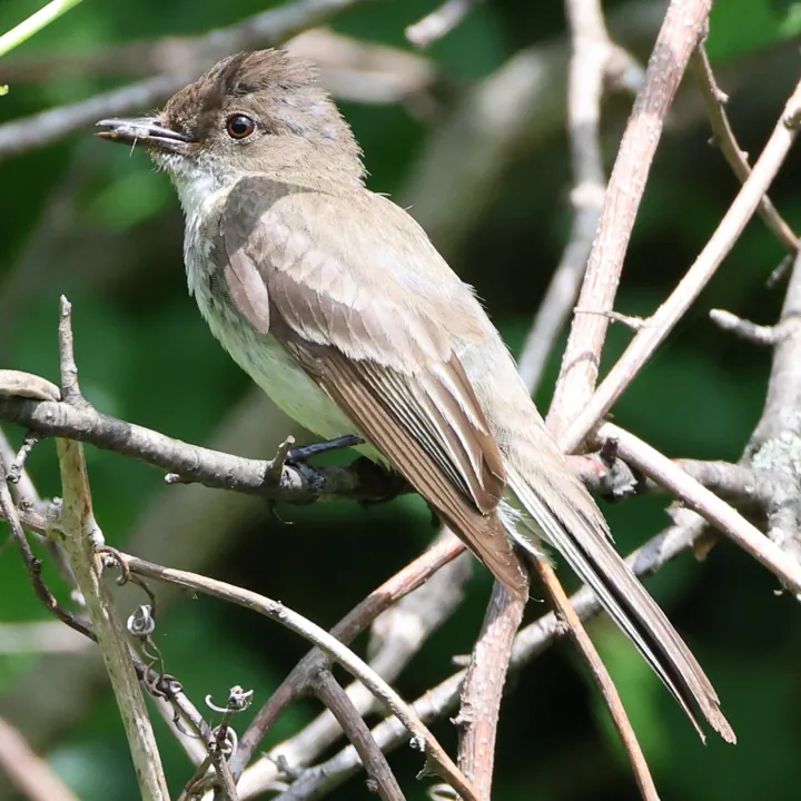 Eastern Phoebe