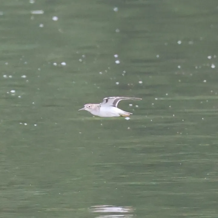 Spotted Sandpiper
