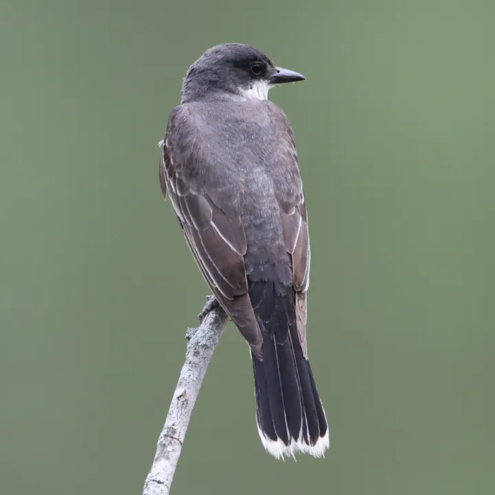 Eastern Kingbird