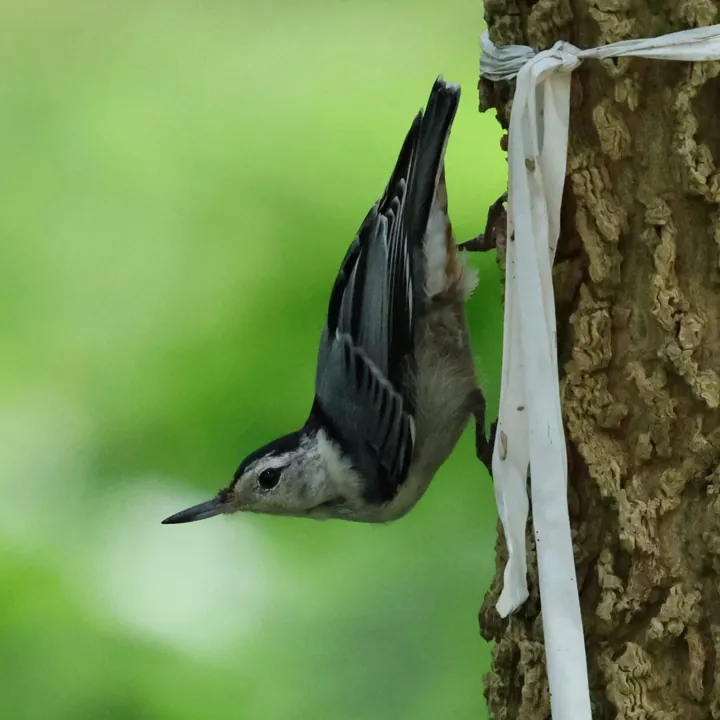 White-breasted Nuthatch