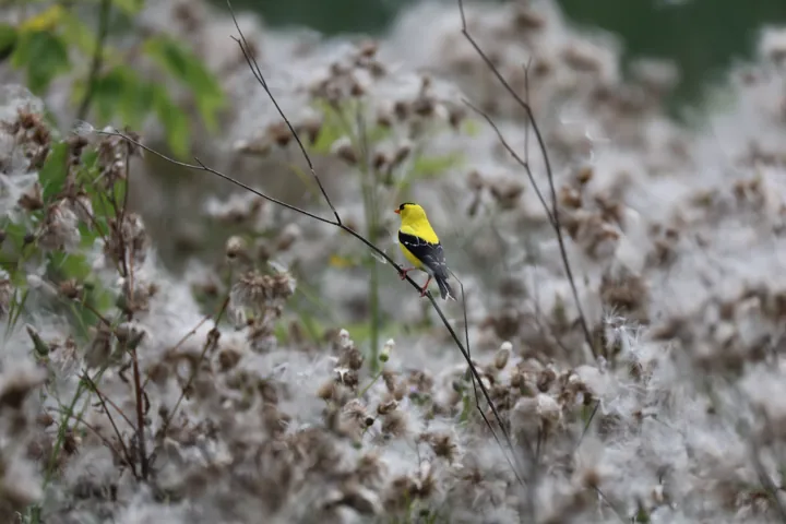 American Goldfinch