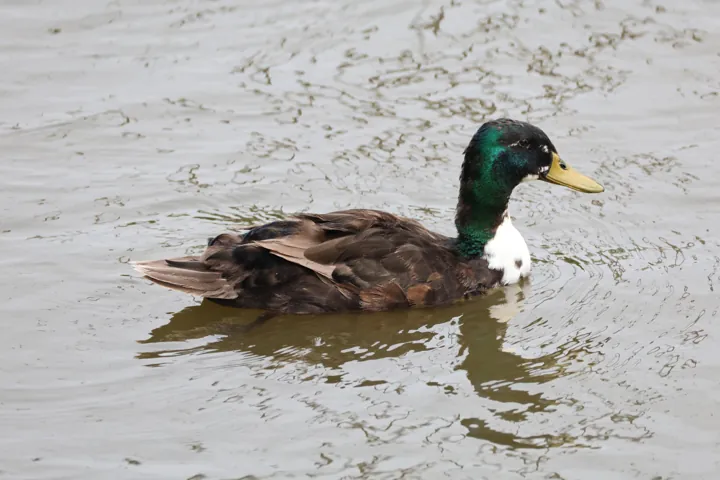 Mallard