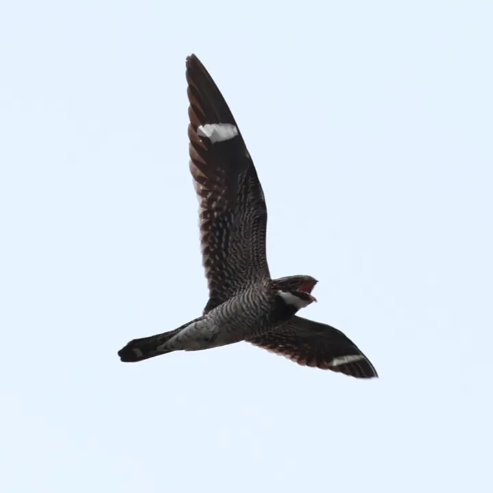 Common Nighthawk