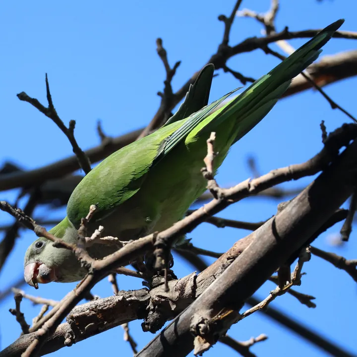 Monk Parakeet