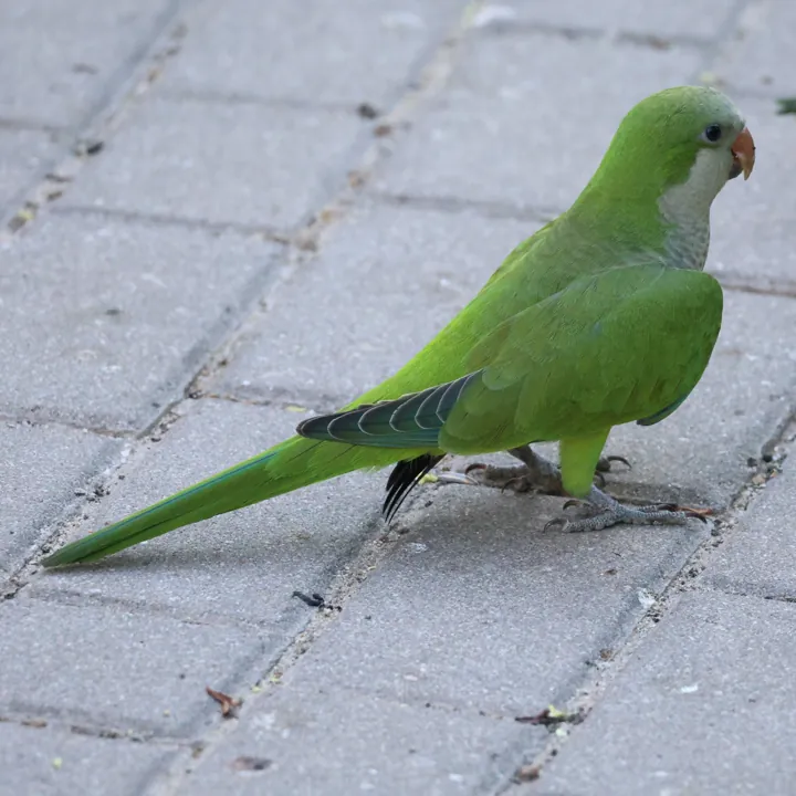 Monk Parakeet