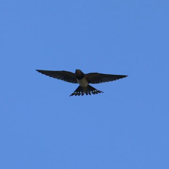 Barn Swallow