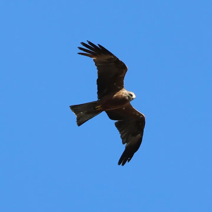 Black Kite