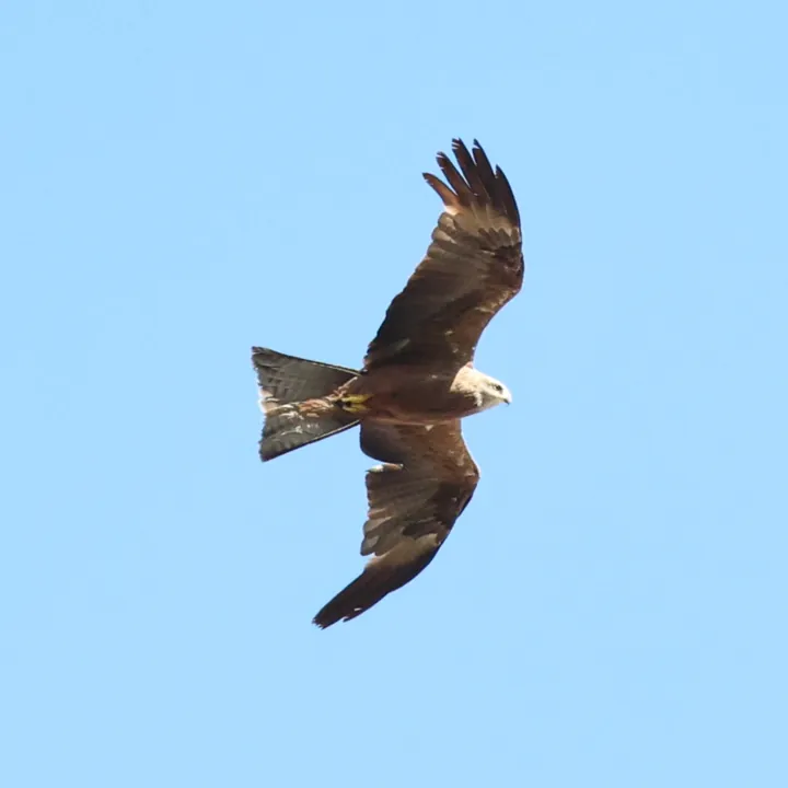 Black Kite