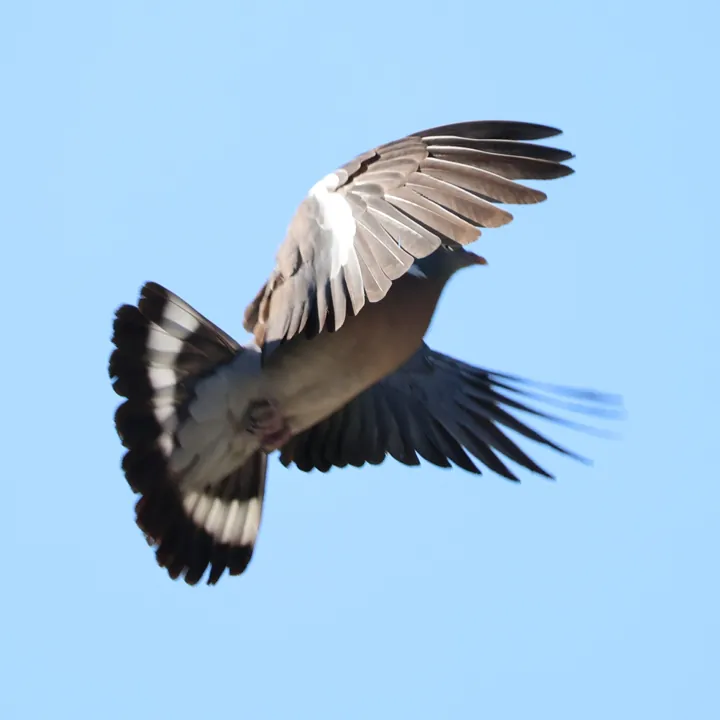Common Wood-Pigeon