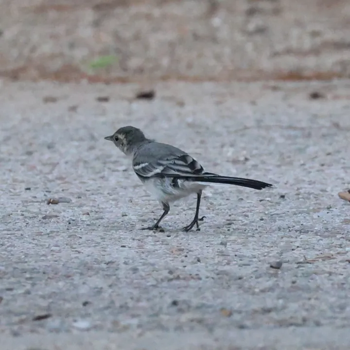White Wagtail