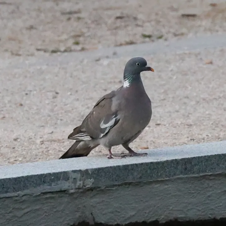 Common Wood-Pigeon