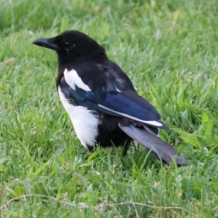 Eurasian Magpie