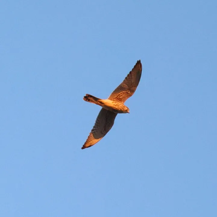 Eurasian Kestrel