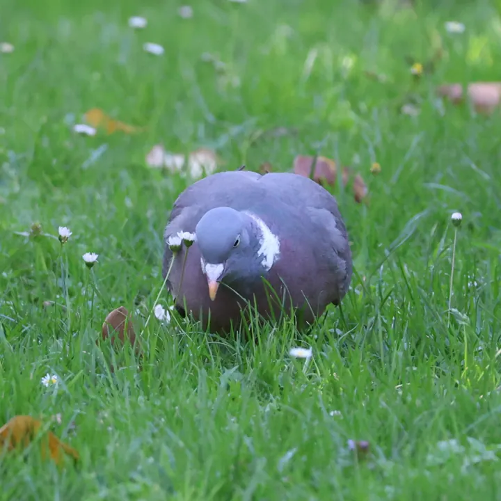 Common Wood-Pigeon