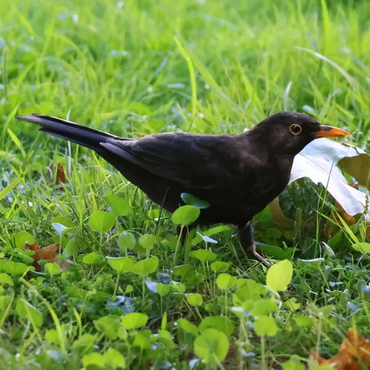 Eurasian Blackbird