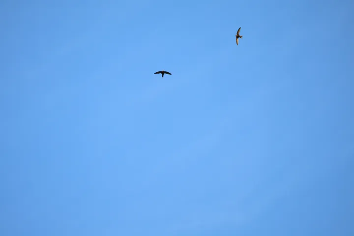 Common Swift