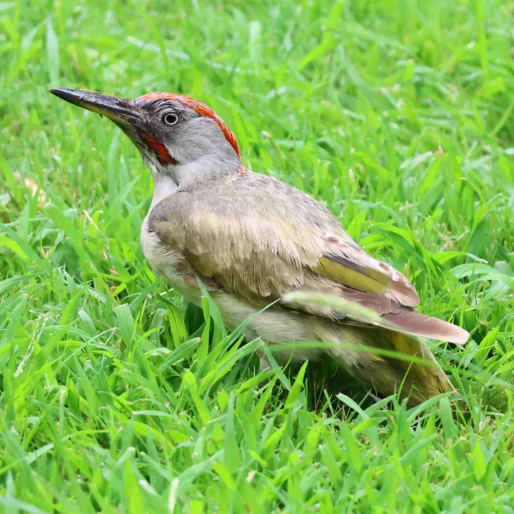 Iberian Green Woodpecker