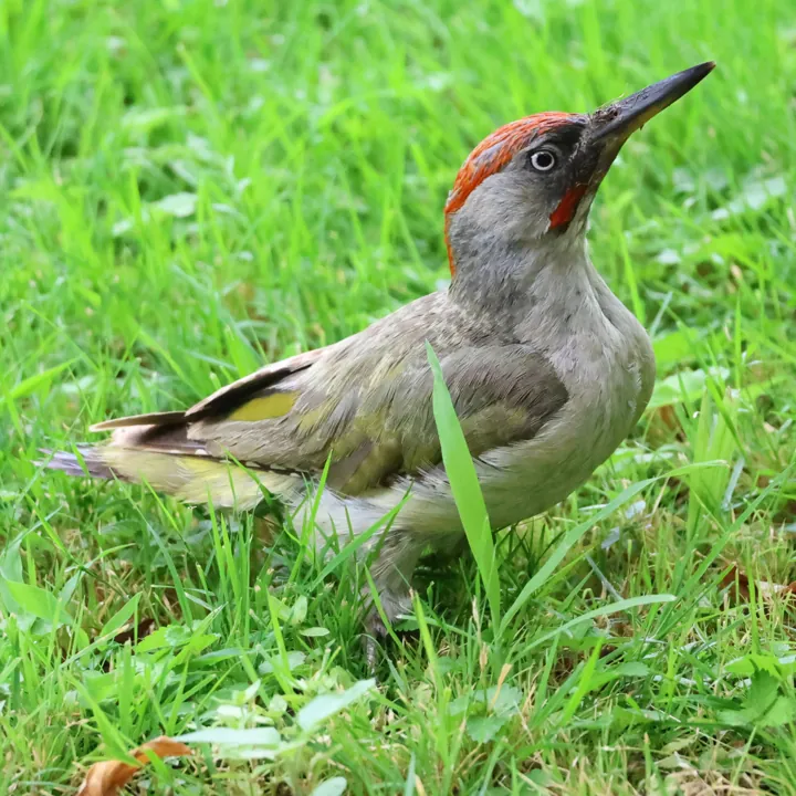Iberian Green Woodpecker