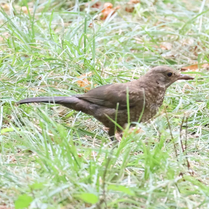 Eurasian Blackbird