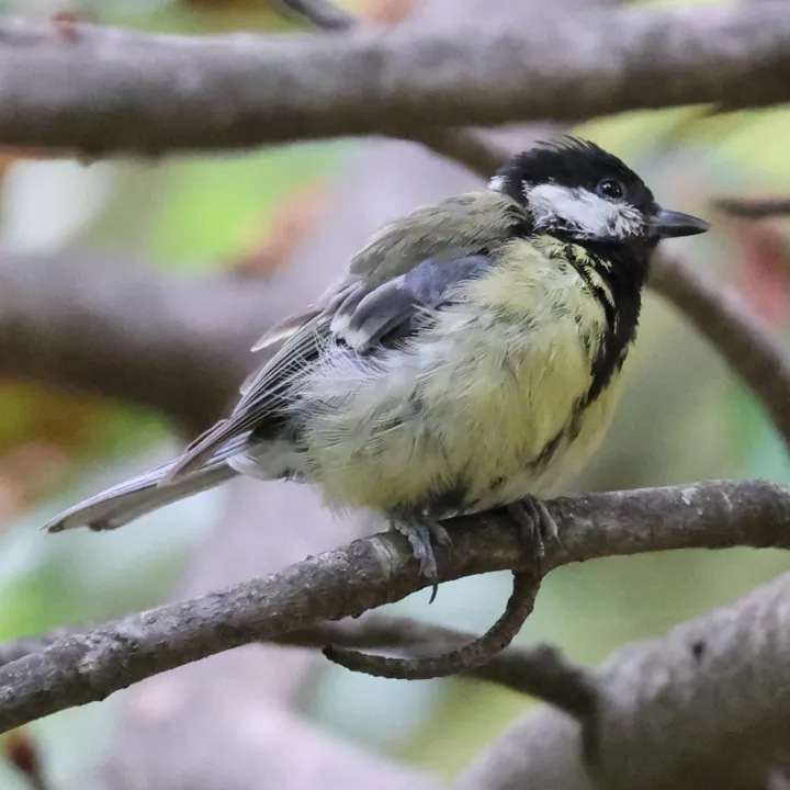 Great Tit