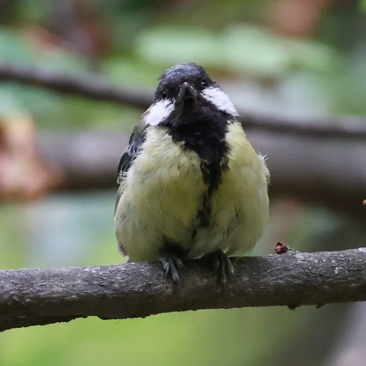Great Tit