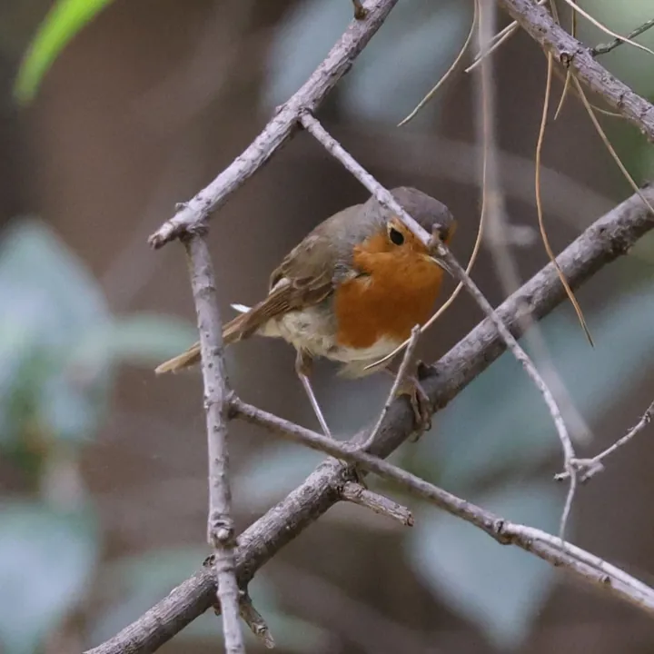 European Robin