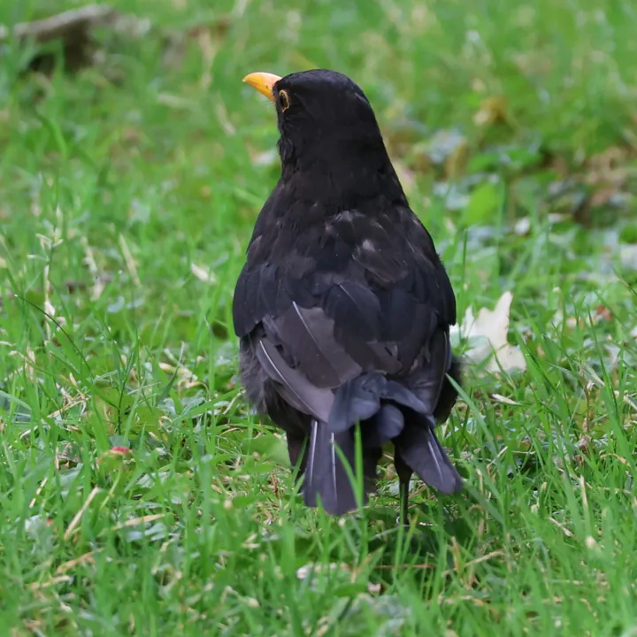 Eurasian Blackbird