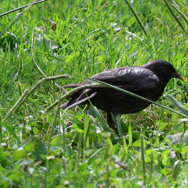 Spotless Starling