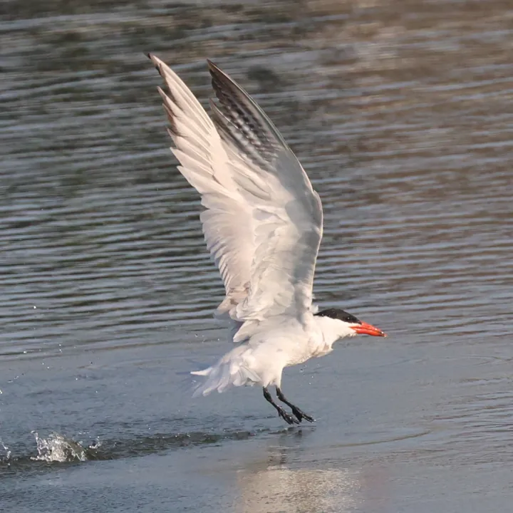 Caspian Tern