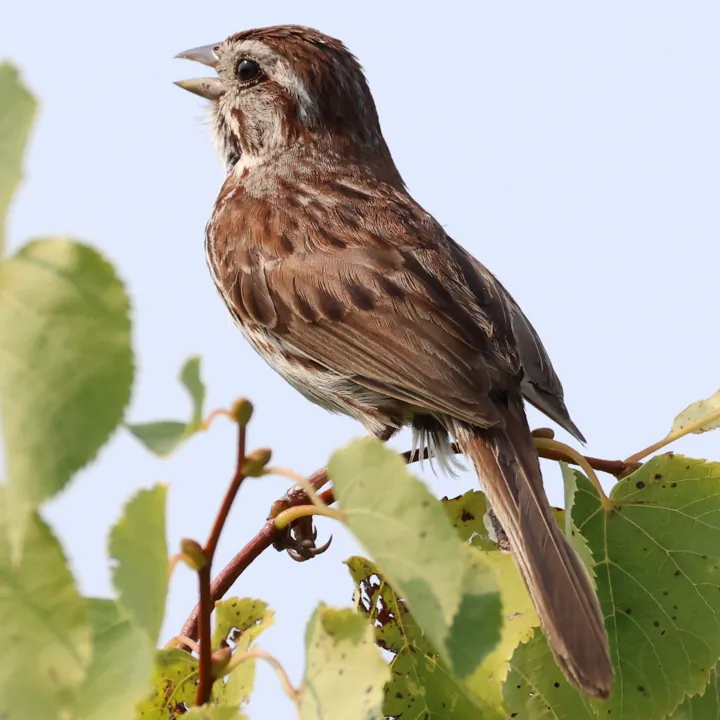Song Sparrow