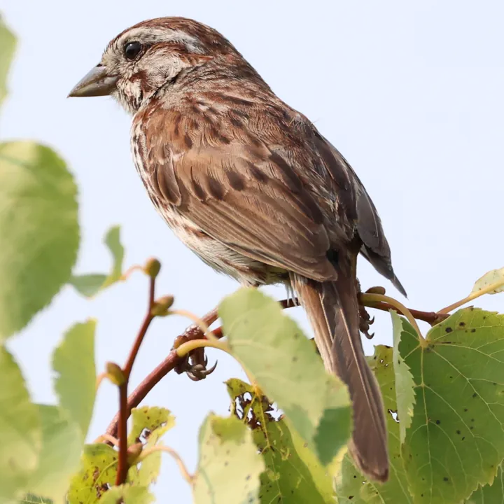 Song Sparrow